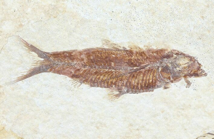 Knightia Fossil Fish - Wyoming #60877